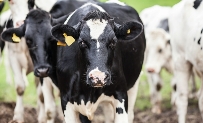 Cows with ear tags